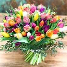 tulips-in-bloom-8743-4